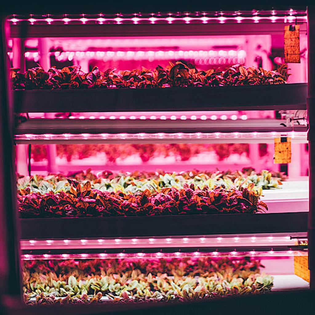 LED Growth Light Strips for Indoor Plants Pink-purple LEDs Grow Lamp for Hydroponics Succulent
