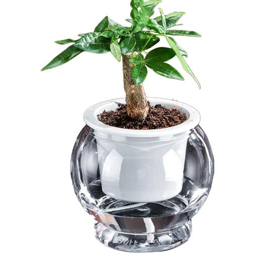 Аквапонный аквариум для рыбок петушков Прозрачный пластиковый ударопрочный горшок Экосистема Аквариум Настольная аквапонная система для домика рыбок петушков Комнатные растения