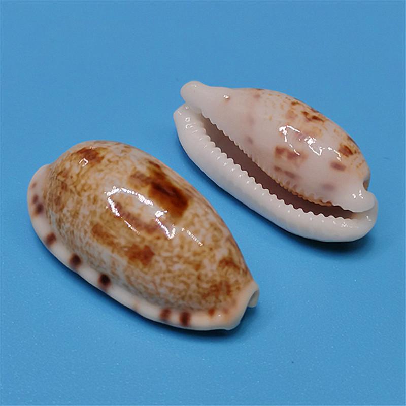 Редкий натуральный экземпляр раковины каури для аквариума или средиземноморского домашнего декора