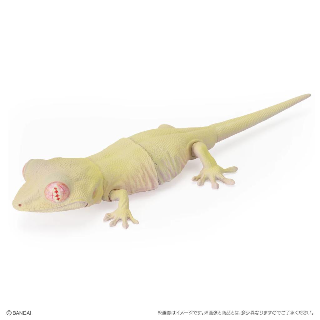 Genuine Popularity Gacha Biological Encyclopedia Japanese Gecko Bearded Lizard Action Figure Model Toys