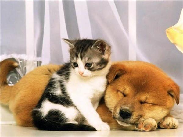 DIY 5d алмазная живопись кошка полная квадратная/круглая дрель Алмазная вышивка крестиком животное мозаика картина домашний декор