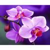 DIY Diamond Painting Embroidery Orchid Stone Round Pattern Rhinestone Needlework Cross Stitch Home Decor