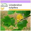 Тюльпановое дерево - 20 семян - Liriodendron tulipifera