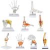 Модель скелета человека с 6 основными суставами: Колено, Стопа, Кисть, Плечо, Локоть и Бедро