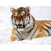 Алмазная вышивка Мозаика Наборы для рисования Настенный крест Стикер Северо-восточный тигр Картина Домашний декор