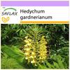 Red Ginger Lily - 10 Seeds - Hedychum Gardnerianum