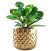 Металлическое Кашпо, Metal Indoor Pineapple Texture Golden Plante 5.3 (Height) × 6.1 (Dia),  Behoma