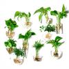 Hand-Blown Hydroponic Glass Vase for Wall Decoration and Floral Arrangements