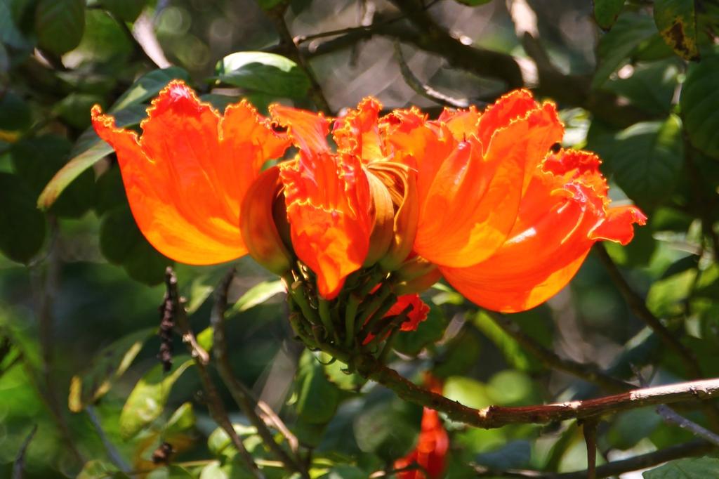 SAFLAX Африканское тюльпановое дерево - 30 семян - С горшечным субстратом для лучшего выращивания - Spathodea Campanulata