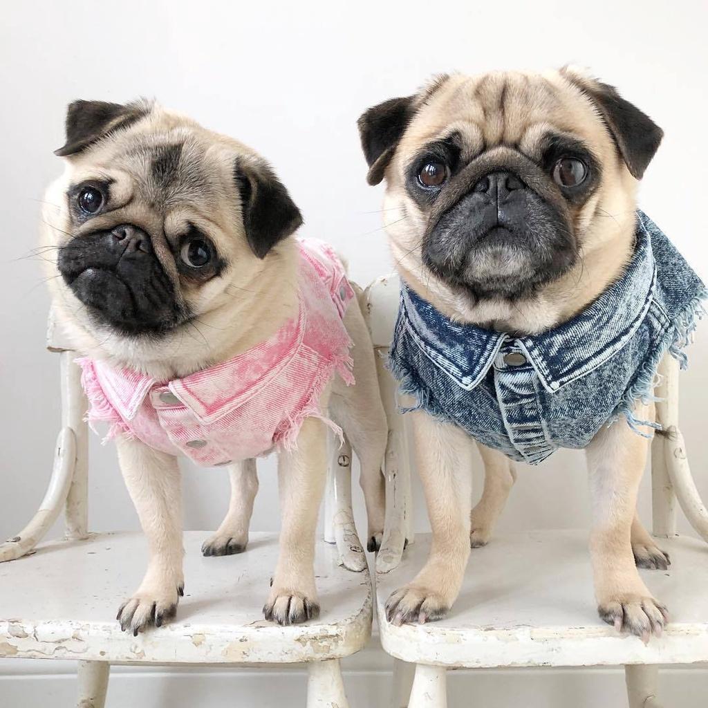 Pet Dog Jeans Jacket Denim Coat Hole Cat Puppy Bulldog Spring/Autumn Vest