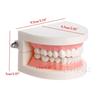 Модель зубного протеза Десны Стандартная модель зубов Audlt Медицинский обучающий инструмент Модель зубов