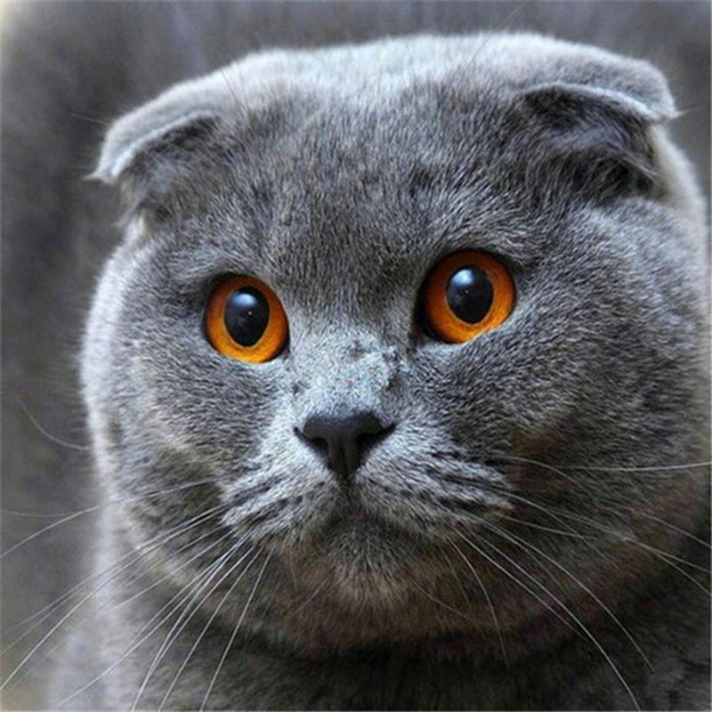 Полная дрель круглая/квадратная алмазная живопись кошка 5D DIY Алмазная вышивка животное мозаика вышивка крестиком настенное искусство подарок ручной работы