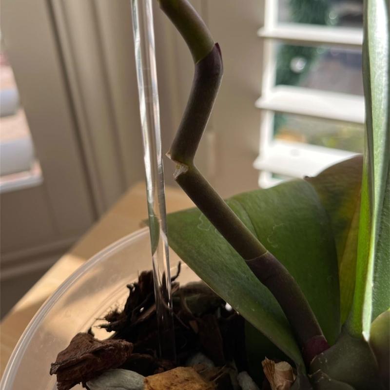 30Pieces Orchids Support Stem Plant Stakes Encourage Vertical Growth Stable And Flexible Support For Indoor Outdoor Use