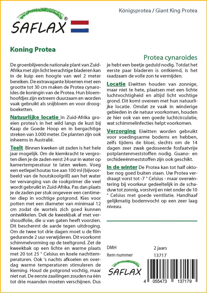 SAFLAX Giant King Protea - 5 семян - С горшечным субстратом для лучшего выращивания - Protea cynaroides