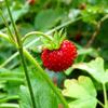 Fragaria moschata - клубника мускусная 15 свежих семян