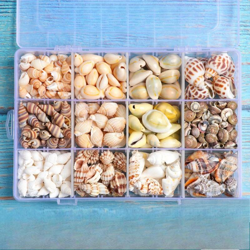 Shell conch, popular science materials, specimens, snail storage set, gift box, kindergarten marine life collection