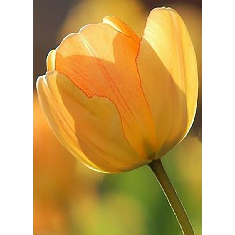 DIY 5D полный круглый дрель набор алмазов для рисования красивый цветок алмазная вышивка набор крестиков домашний декор подарок настенное искусство