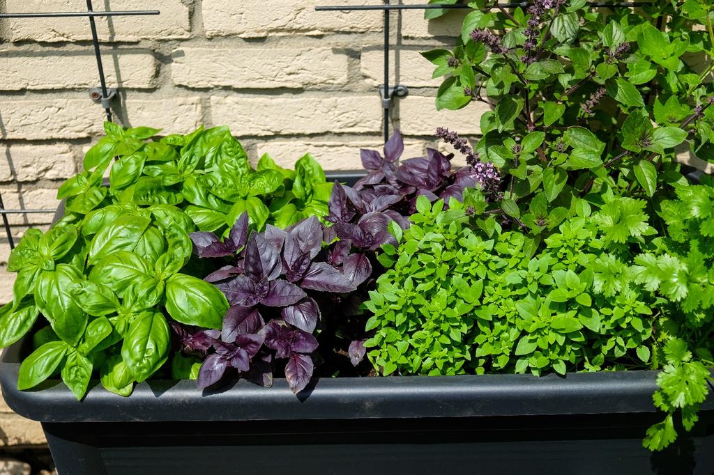 SAFLAX Garden in the Bag - Органический - Базилик красный - 400 семян - С субстратом в подходящем пакете - Ocimum basilicum