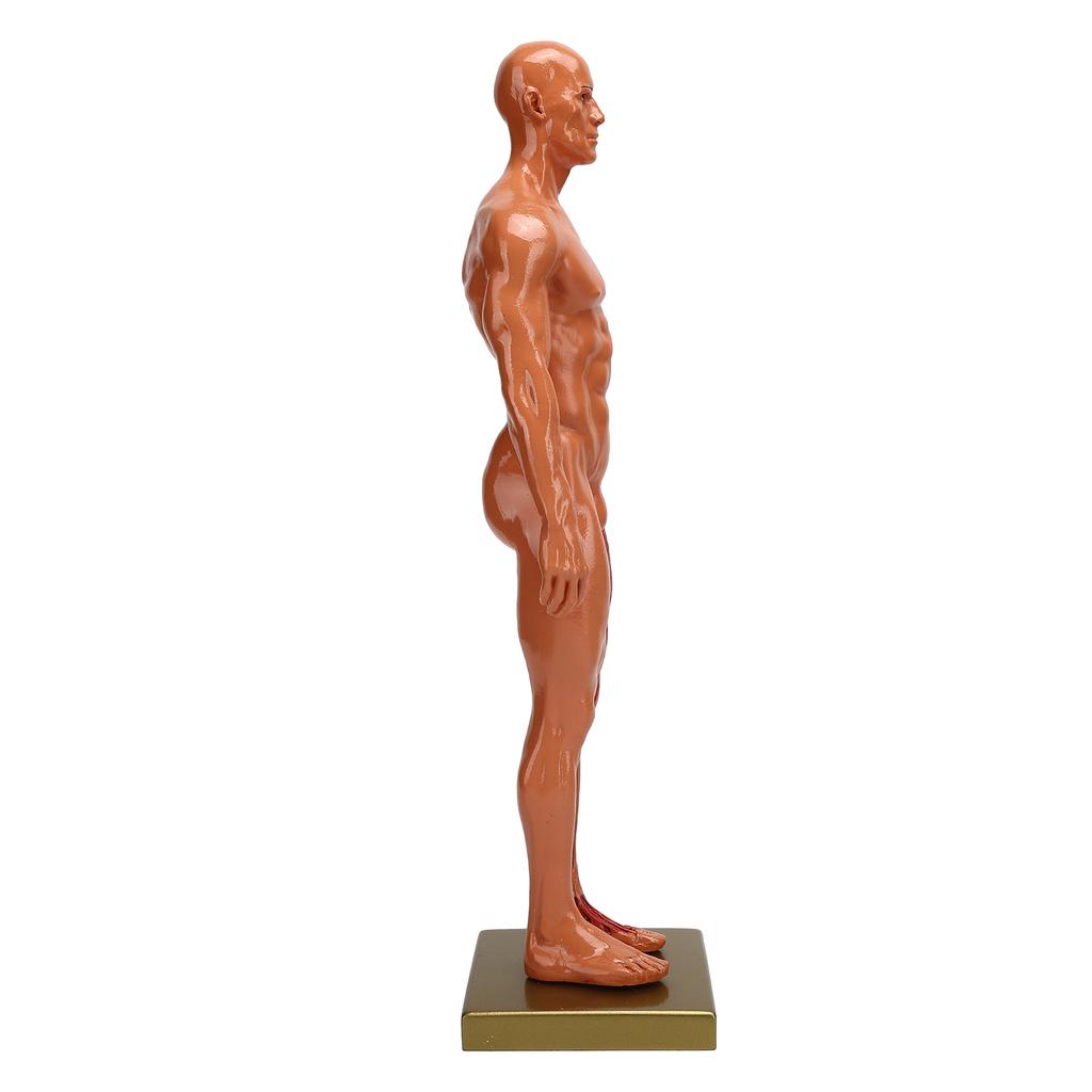 30 см смоляная мужская скелетно-мышечная структура скульптура модель тела анатомическая модель