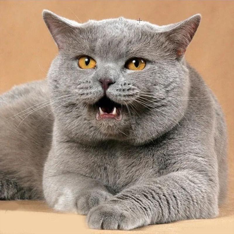 Полная дрель круглая/квадратная алмазная живопись кошка 5D DIY Алмазная вышивка животное мозаика вышивка крестиком настенное искусство подарок ручной работы