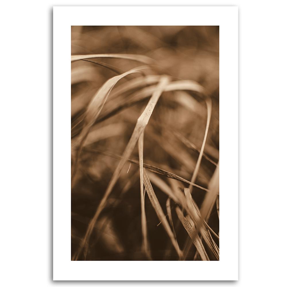 Canvas print, Dry grass