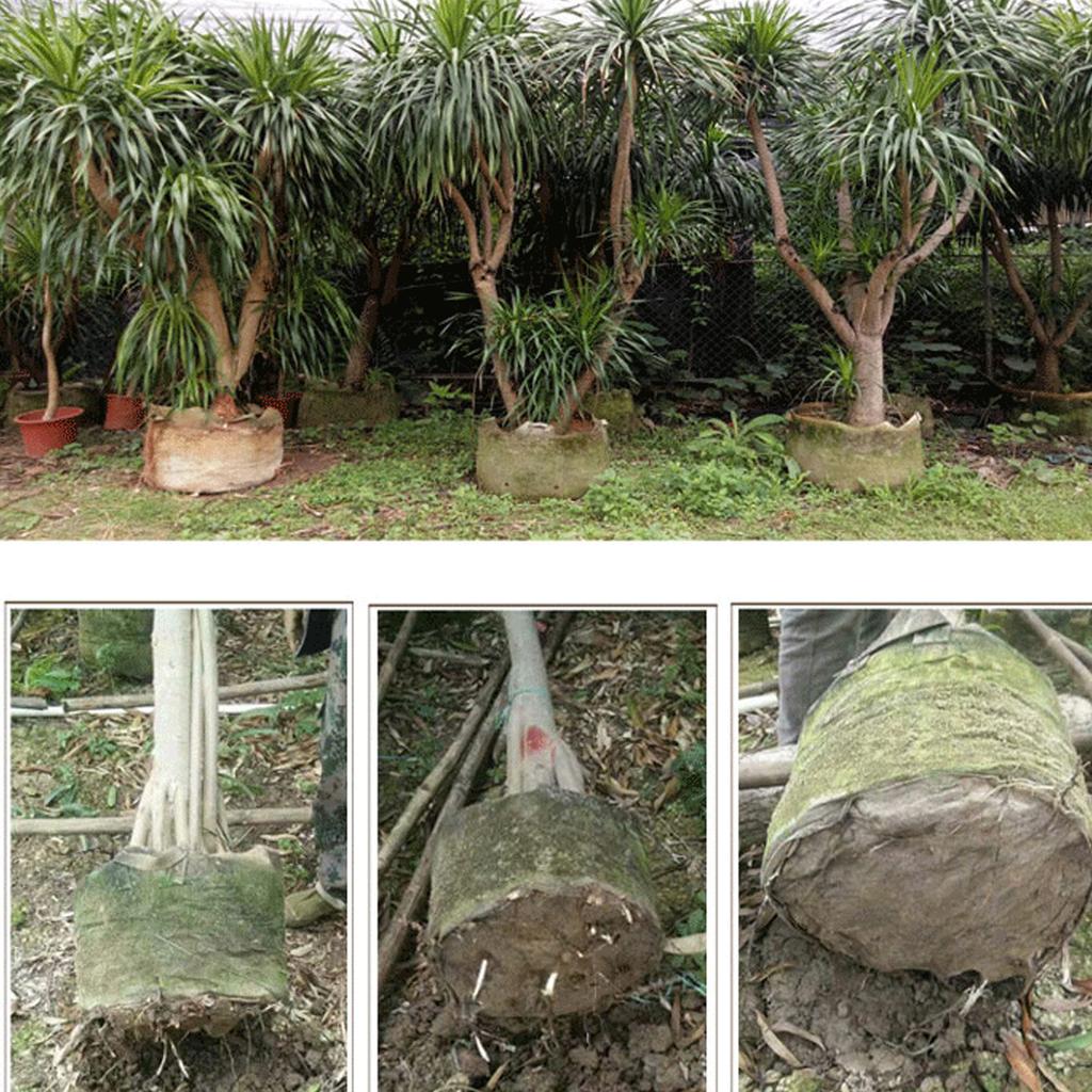 10 шт. Мешки для выращивания рассады Большие Биоразлагаемые Мешки для выращивания саженцев из нетканого материала Стартовые горшки Мешочек для посадки