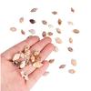 1300-1500Pcs/Box Natural Shell Conch Ornaments Accessories Parts DIY Material Jewelry Components Fish Tank Home Decoration