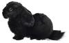BH8142 HANSA Holland Lop Черный 33