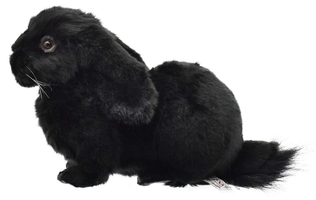 BH8142 HANSA Holland Lop Черный 33