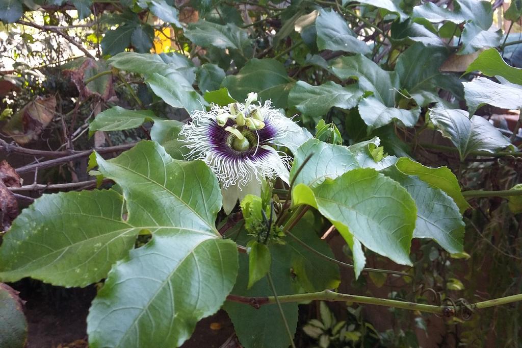 SAFLAX Маракуйя - 40 семян - Passiflora edulis