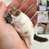 Набор материалов для начинающих по валянию из шерсти иглой Симуляция кошки овцы Подушечка для валяния Ручная работа Творческий животный подарок Поделка