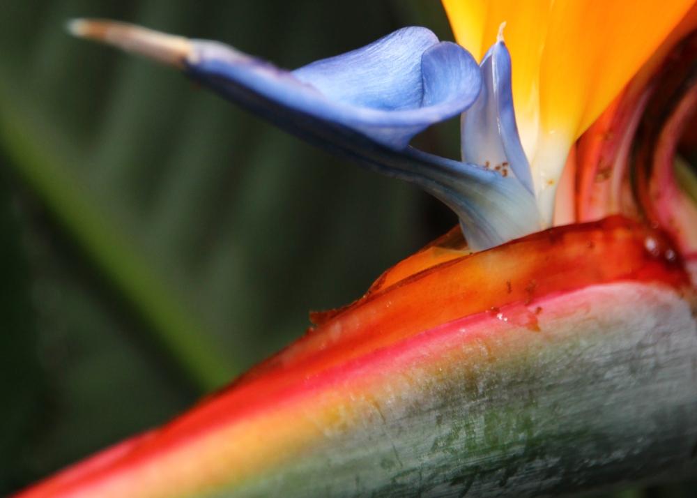 SAFLAX - Gift Set - Bird of Paradise - 5 seeds - With gift box, card, label and potting substrate - Strelitzia reginae