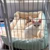 Новая лежанка для кошек Товары для питомцев Подушки Товары для котят Аксессуары Собака Все для дома Вещи Аксессуар Места обитания Корзина Дом Лежанка