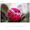 Sony prime lens FE 20mm G G lens Lens for digital SLR cameras SEL20F18G / Wide-angle / Full-frame / F1.8 / / [E-mount] /