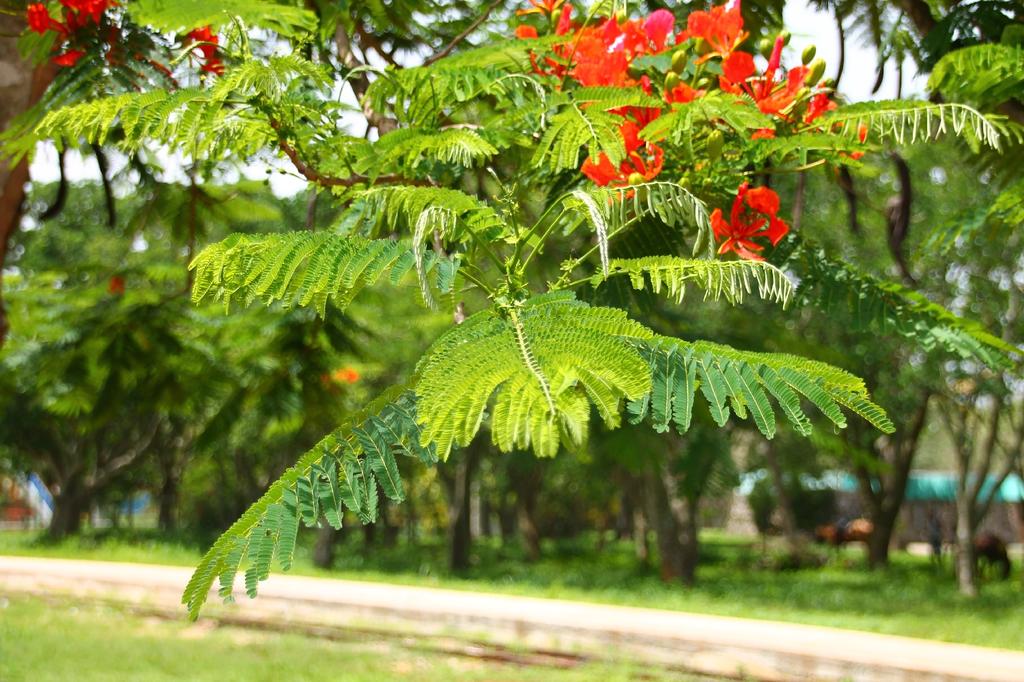 SAFLAX Яркий - 6 семян - Delonix regia