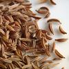 Cumin Ordinary Vegetable Seeds for the Garden, Large Yields