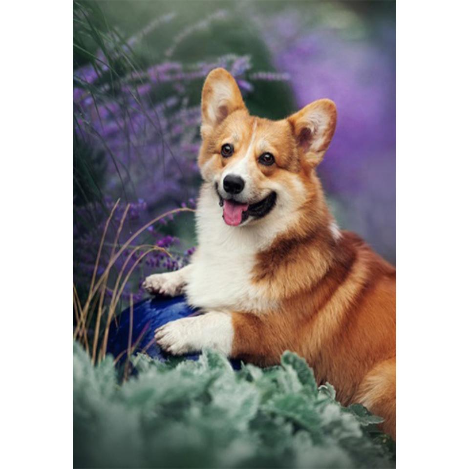 5D DIY алмазная живопись животное собака набор для вышивки крестом полная Алмазная вышивка горный хрусталь подарок украшение дома мозаика художественная картина