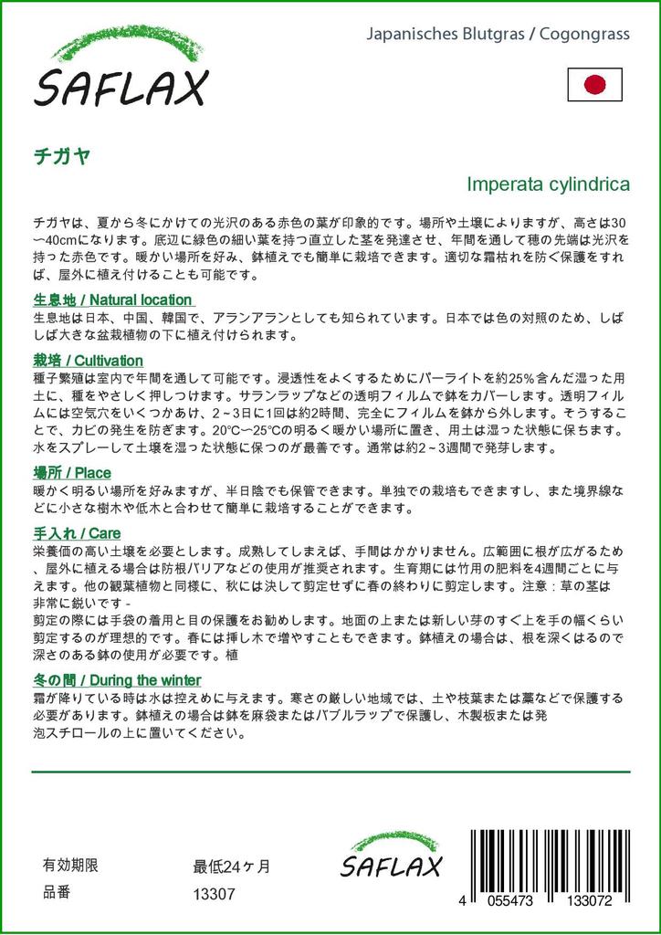 SAFLAX Когонгграсс - 50 семян - Imperata cylindrica