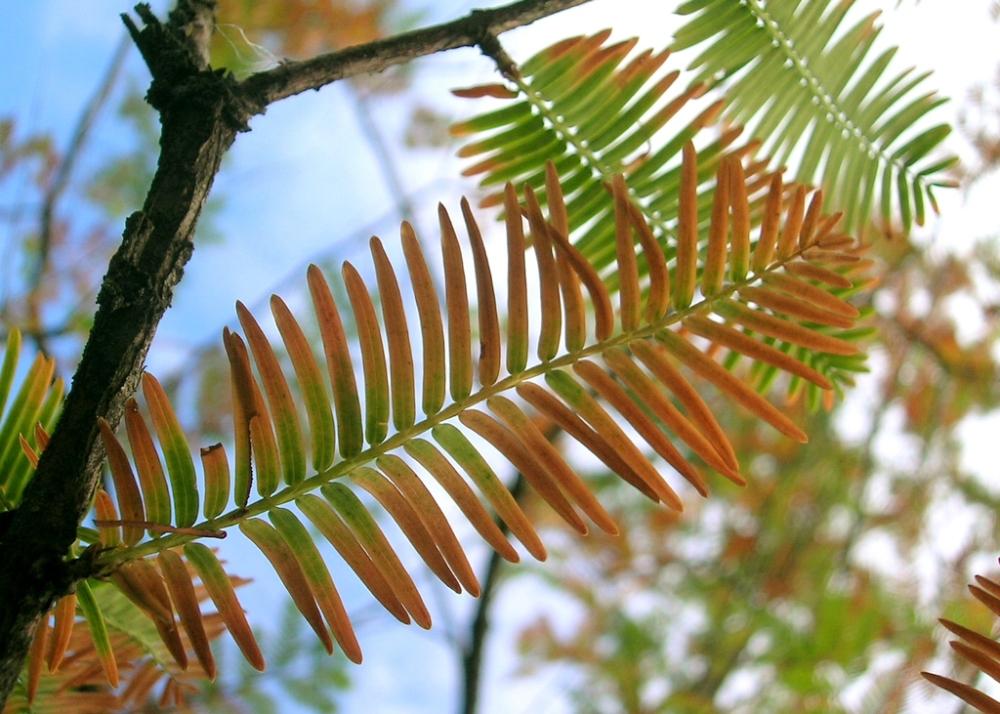 SAFLAX Dawn Redwood - 60 семян - Metasequoia glyptostroboides
