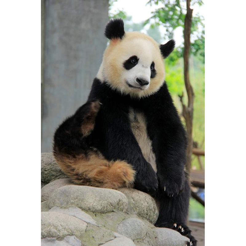 DIY Панда 5D алмазная живопись полная круглая дрель животное Алмазная вышивка крестиком мозаичные наборы настенное искусство домашний декор подарок