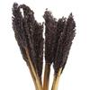 Dried Cantal Grass Bunch Black 6 Pieces