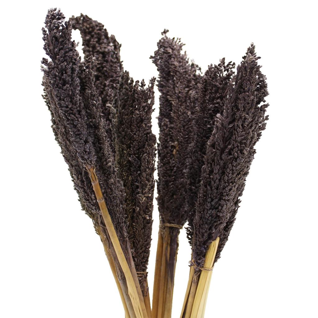 Dried Cantal Grass Bunch Black 6 Pieces