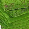 Artificial Plants Turf Moss Carpet Wall Turf Fake Green Grass Mat Decor For Home Floor Wedding Outdoor Garden Micro Landscape