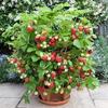 50 семян FRAGARIA Ananassa - Клубника плетистая Мини "Свежие и Биологические семена"