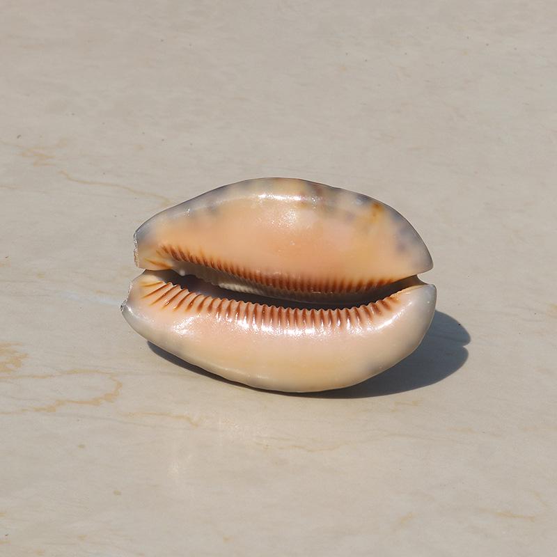 Редкая натуральная ракушка раковина каури улитка декор для аквариума