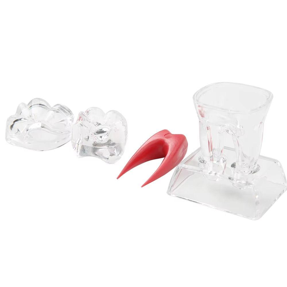 With Base Dental Anatomical Structure Tooth Disintegration Ornaments Practice Studying Tool