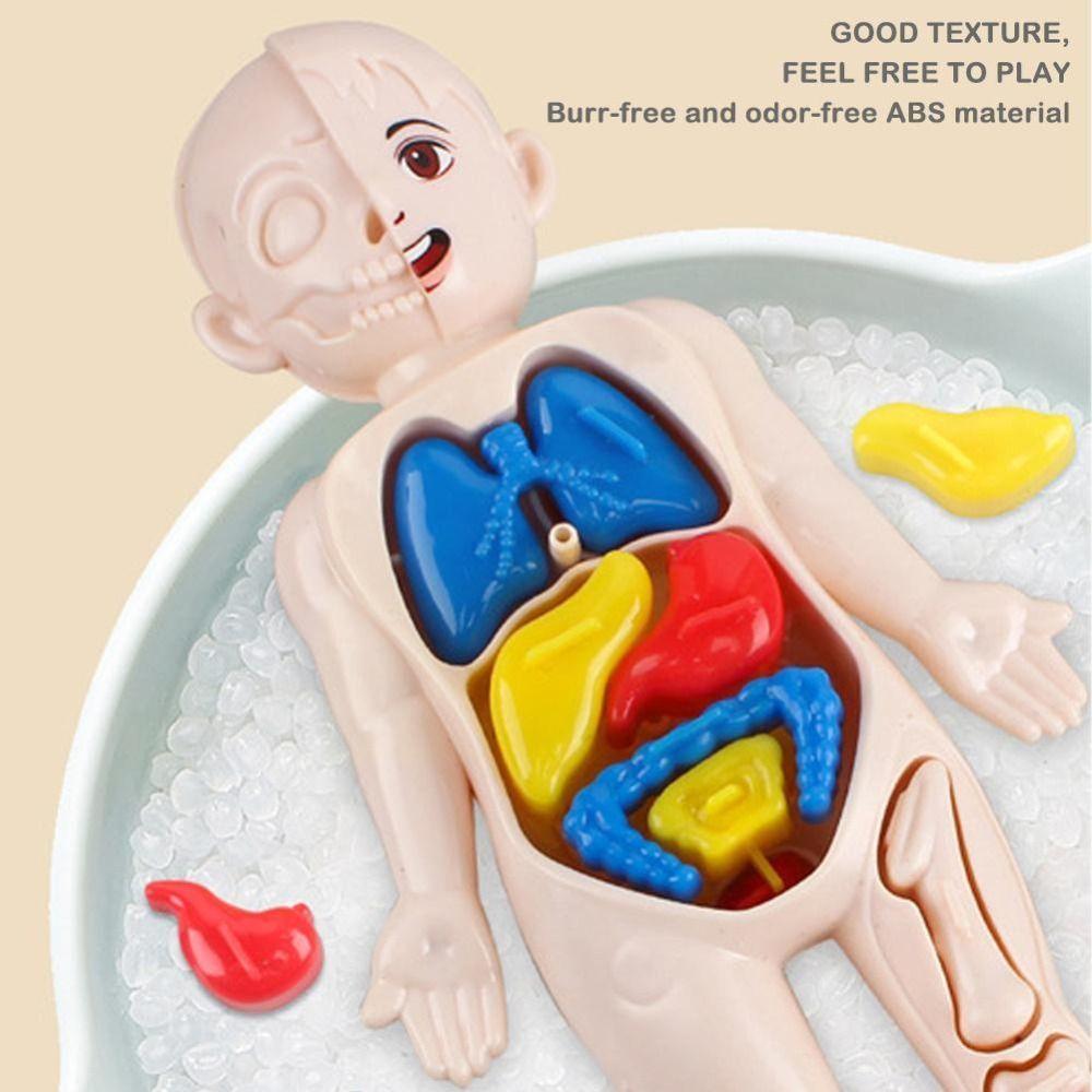 Пазл для тела, модель человеческого тела, анатомическая модель, 3D головоломка для тела, игрушки STEM, научный эксперимент