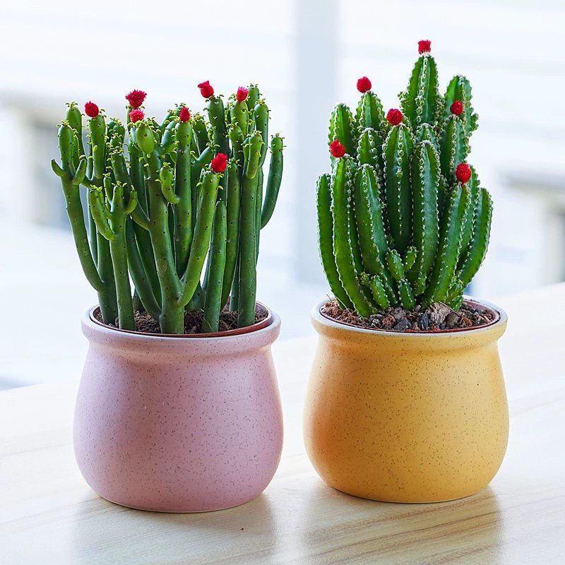 Easy-Care Succulent Arrangement: Wealth-Attracting Mountain Cacti & Flowers for Office or Living Room Décor