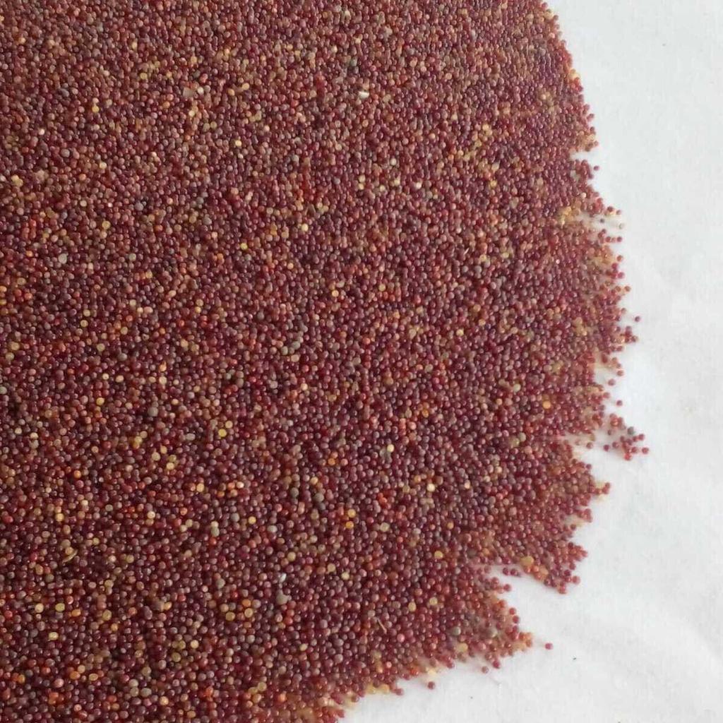 15 семян НИМФЕЯ 'Почти Амабилис' "Nymphaea WATER LILY"