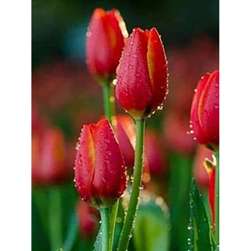 5D DIY Алмазная картина, полная круглая дрель, цветок, набор для вышивки крестом, мозаика, алмазная вышивка, роза, настенное искусство, украшение дома